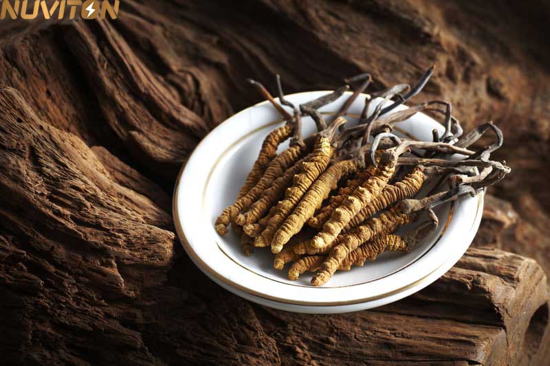 NUVITON-Cordyceps