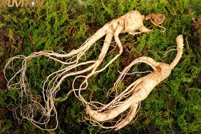 NUVITON-Ginseng